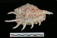 藏品(蜘蛛螺)的圖片